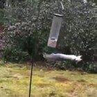 Weeeeeee