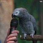 Talking parrot