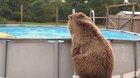 Big Boy Bear Named Bruiser Happily Swimming