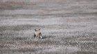 Bald eagle snatches a rabbit from a red fox