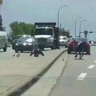 WCGW trying to help the geese cross the road?