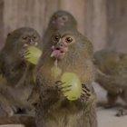 tiny monkeys eating grapes