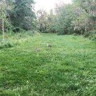 Wild cottontail courtship dance! Before filming, the male CHARGED me! (Apologies for the poor quality; it was dusk and I had to zoom in as well.)