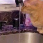 Cat drinks water