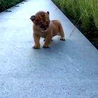 Baby lion trying to roar