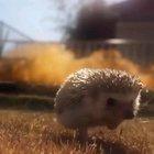 🔥 Run hedgehog run.. (with fire background.. Really Lit)