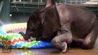 2 month old baby elephant plays in kiddie pool.