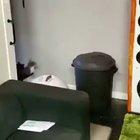 Cat Parkour!