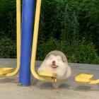 Having the best time of his life at the swings !