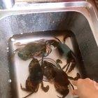 You mess with the crabbo...