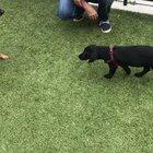 Hitdog in training