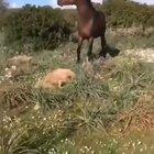 Crazy horse jumping around