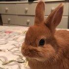 Found this old video of my bun, very noisy eater! Nothings changed.