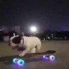 This dog skating along in the evening.