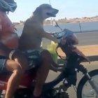 Driving doggo