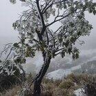 Snow at Polipoli State Park on Maui