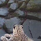 🔥 Snow leopard sees new camera in its enclosure