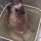 Look how happy he is in his little bathtub!