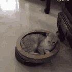 Cat on a Roomba