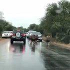 In South Africa, it is apparently normal for lions to casually be apart of everyday traffic.