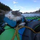 I take my cat on adventures but he just sleeps right through them