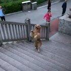 Golden boy climbs da steps