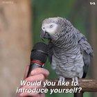 Talking Parrot