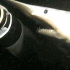 Goblin Shark attempting a chomp