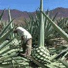 An Agave plant being cut down to make Tequila.