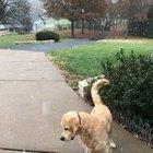 My dog’s first time seeing snow - I think he likes it.