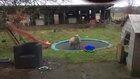 Sheep discovers trampoline