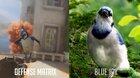 Bastion's birds/birdcalls and their real-life counterparts [Part 1 - Epic Skins]