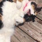 floof likes the patio wood