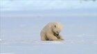 Seal accidentally scares baby polar bear 😂