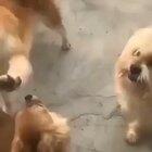 Dog petting dog