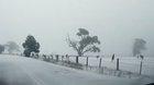 🔥 These Kangaroos 🦘 hopping through the snow in Australia 🇦🇺