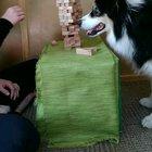 This dog playing jenga.