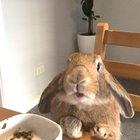 Here is Toast eating his leftover Birthday Cake for breakfast.