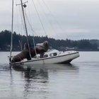 Sea lions just chilling on a boat