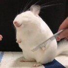 Watching a white chinchilla being brushed is strangely soothing