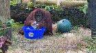 Sandra the Orangutan started washing her hands after observing her caretakers doing it