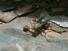 Decapitated wasp cleans its wound and flies away with its head.