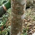 Harvesting Cinnamon