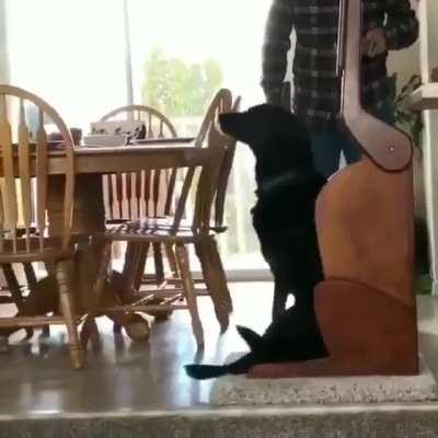 This dog has a digestive issue so his family made him a chair so that he can actually eat ;-;