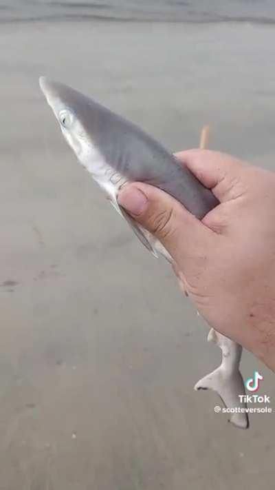 baby (great white) shark