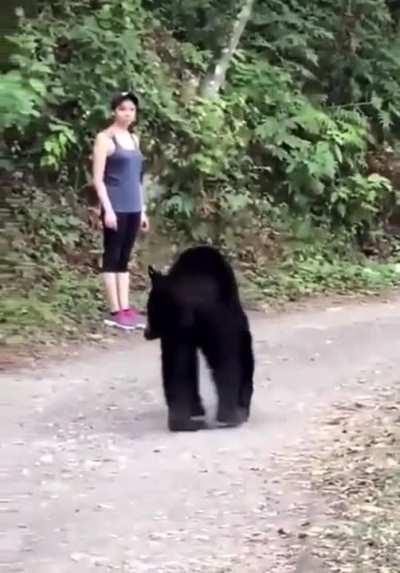 Black bear sizing up its next meal. 