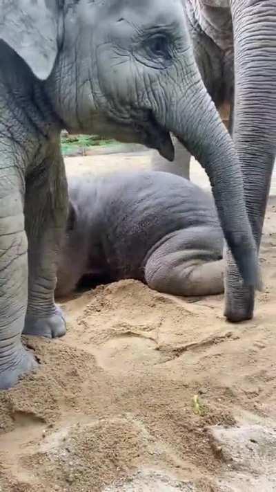 The 6-month-old elephant is very happy to play anything.