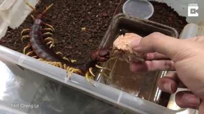 This is a Scolopendra gigantea. It has one of the most painful bites in the animal kingdom. But this guy conditioned it to be a bro.