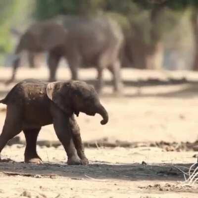 Baby elephant learning how to walk 🥰