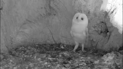 Barn Owl Baby Just Heard Thunder for the First Time